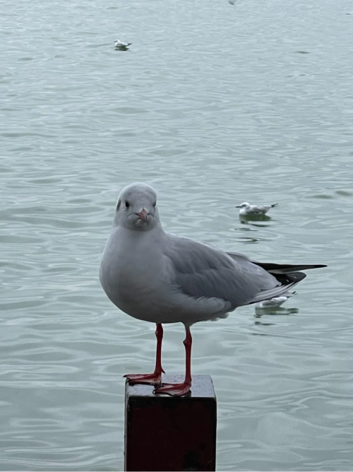 0032.png